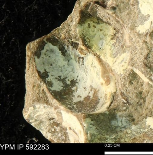 undet. Bivalvia