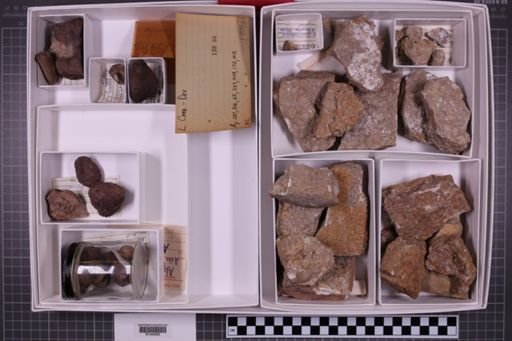 mixed taxa, stratigraphic collection