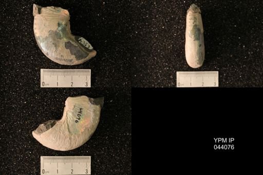 Hoploscaphites nicolletii