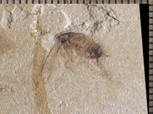 undet. Blattodea