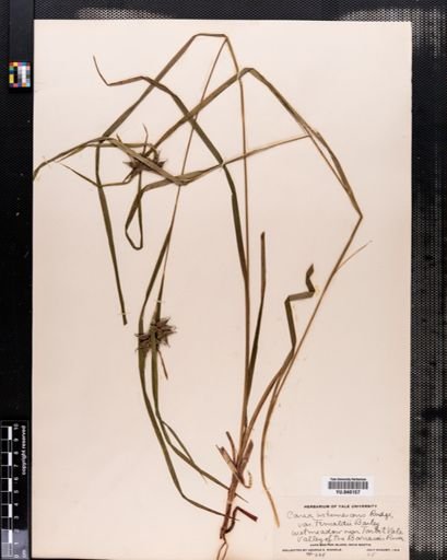 Carex intumescens