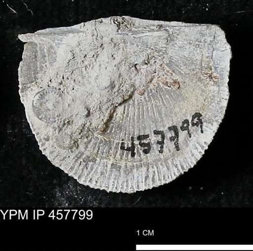 Strophodonta sp.