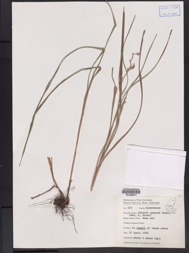 Scleria