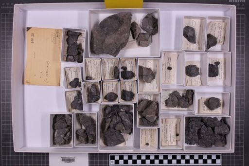 mixed taxa, stratigraphic collection