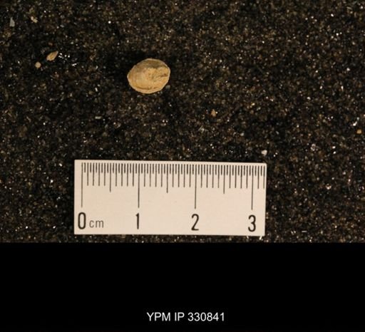 Meekospira peracuta choctawensis