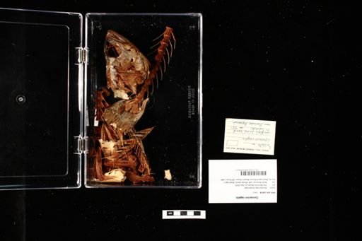 Cynoscion regalis