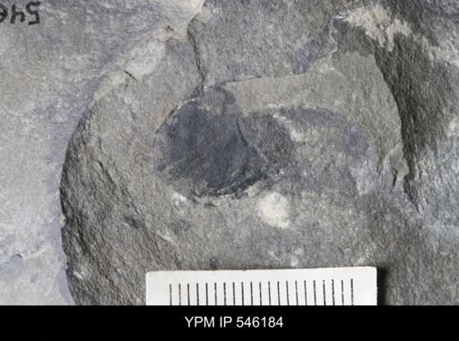 undet. Eurypterida