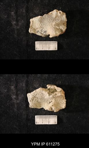 Heterotrypa frondosa