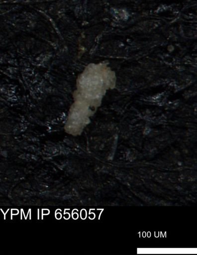 Verneuilinoides kansasensis