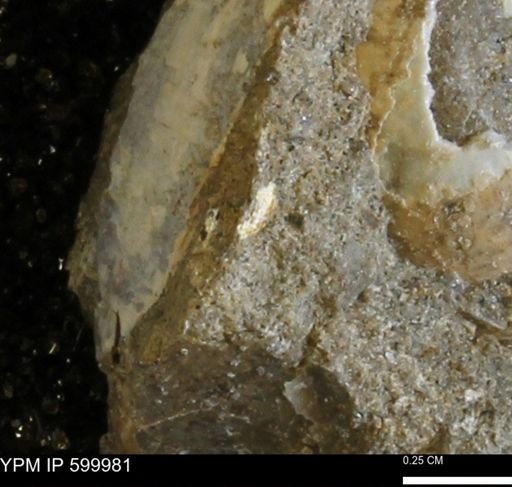 undet. Bivalvia