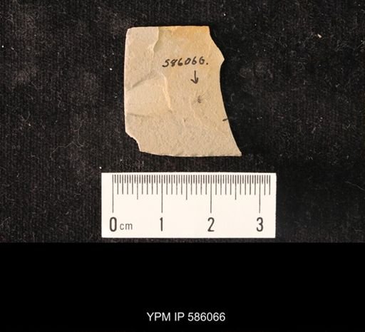 undet. Brachycera
