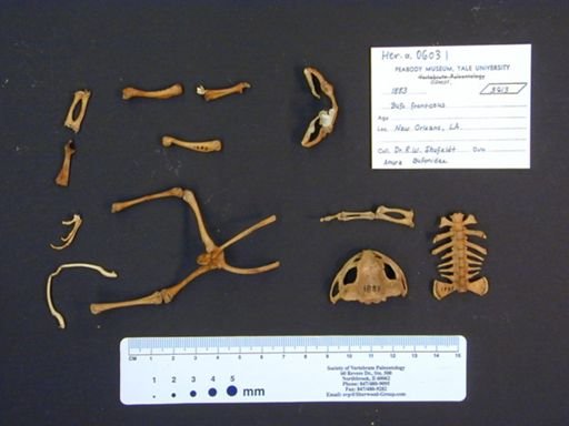 Bufo woodhousii