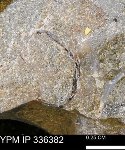 undet. Mollusca