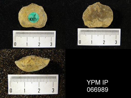 Schizophoria impressa