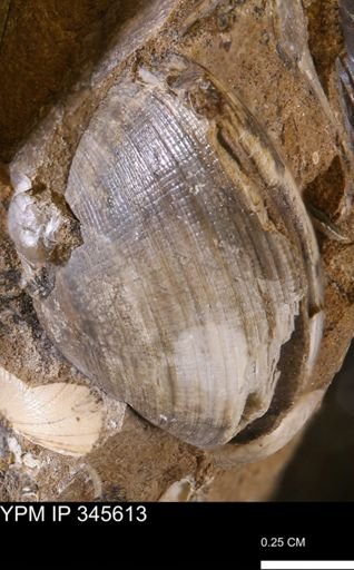 Limopsis striatopunctatus