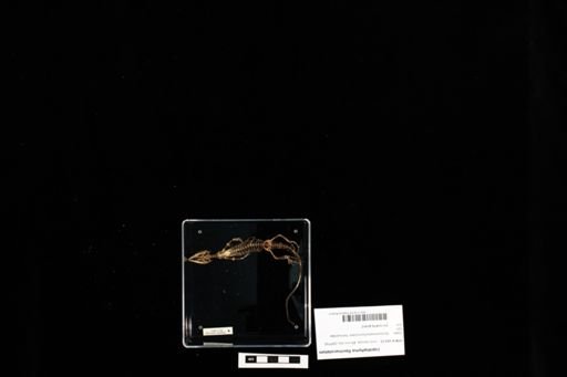 Lepidophyma flavimaculatum