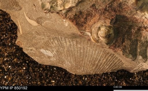 Scaphitidae