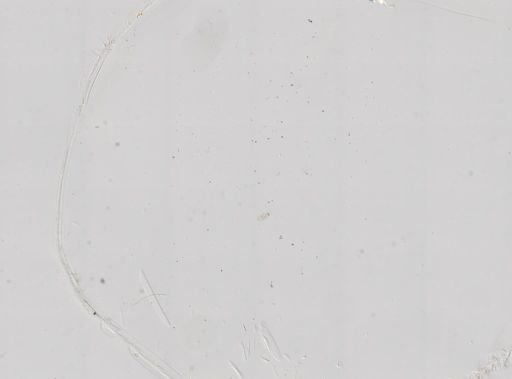 Paramecium