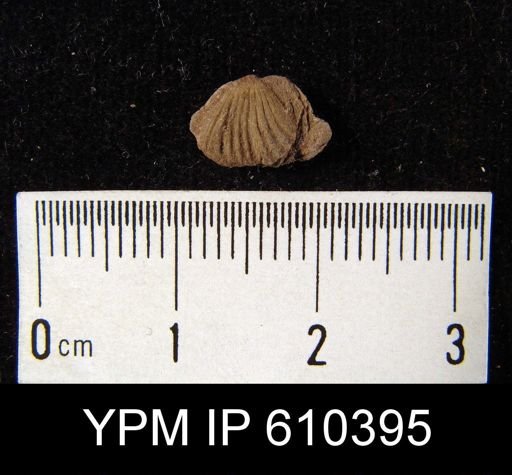 Camarotoechia sp.