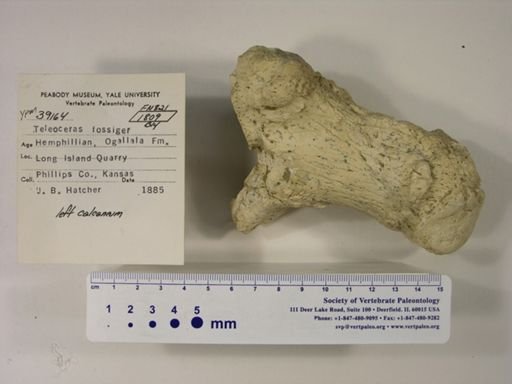 Teleoceras fossiger