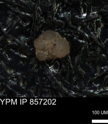 undet. Foraminiferida