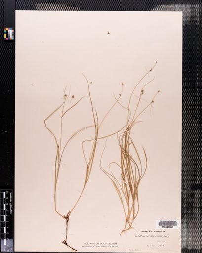 Carex trisperma