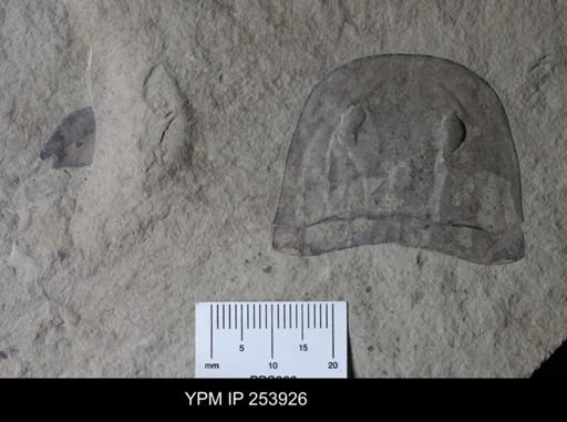 Eurypterida
