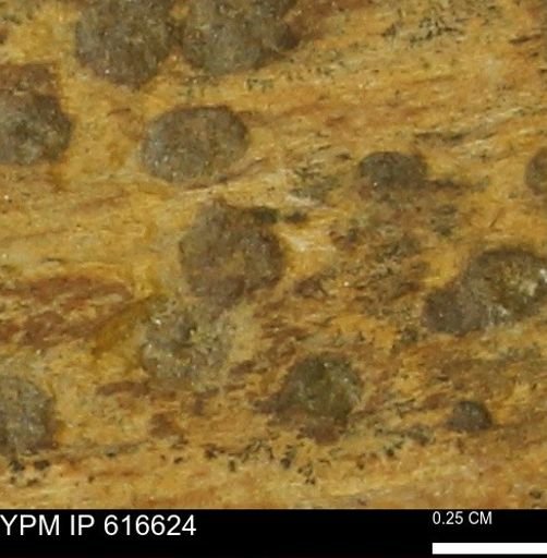 Teredo sp.
