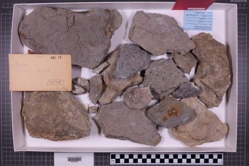 mixed taxa, stratigraphic collection