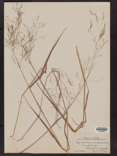 Agrostis scabra
