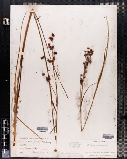 Cladium mariscoides