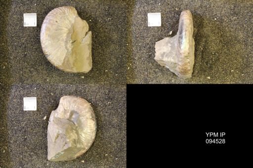 Hoploscaphites comprimus