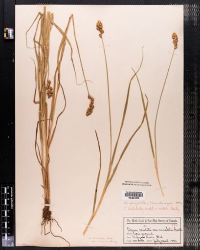 Carex projecta