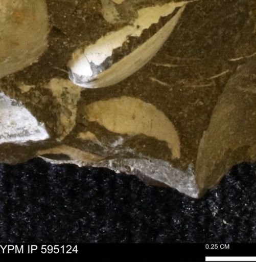 Protocardia sp.