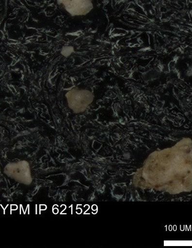 undet. Foraminiferida
