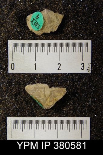 Cyrtia cyrtiniformis
