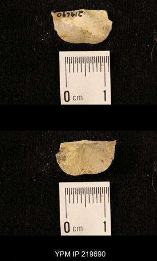 Chonetes granulifer