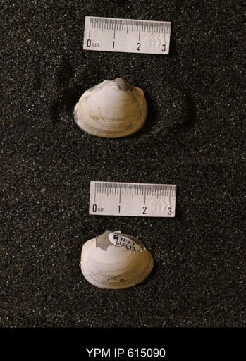 Cucullaea sp.