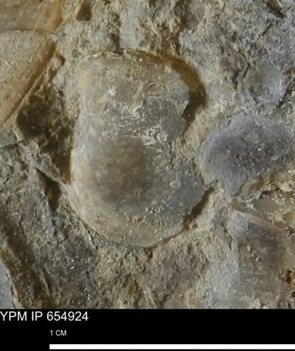 Protocardia sp.
