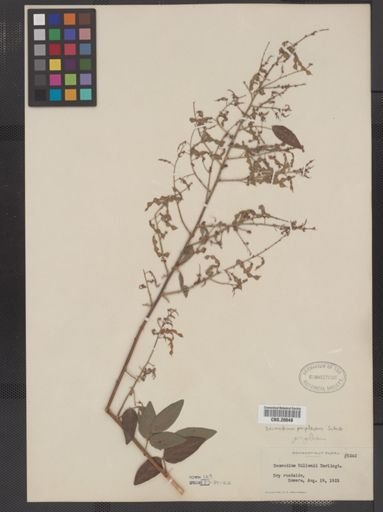 Desmodium perplexum
