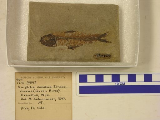 Knightia eocaena