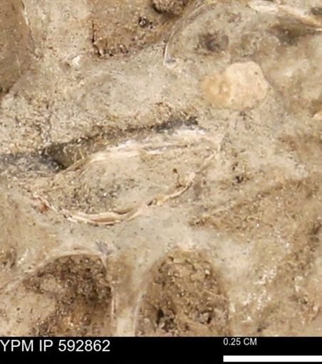 undet. Mollusca