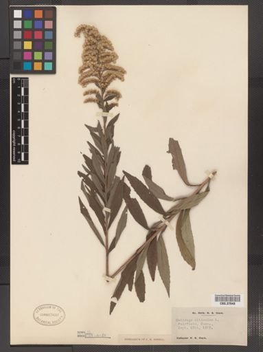 Solidago altissima