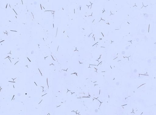Sycon ciliatum