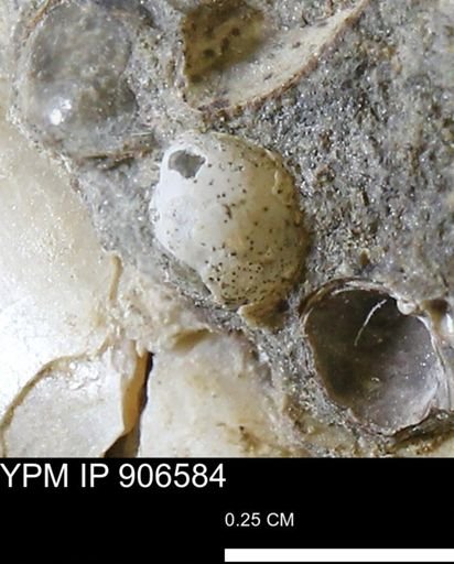 undet. Bivalvia