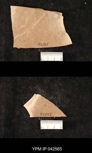 Hexapoda