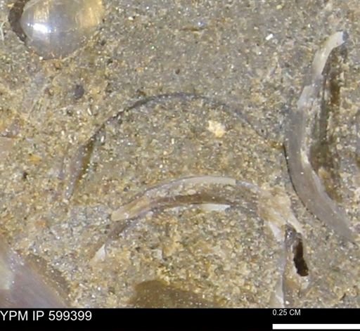 Protocardia subquadrata