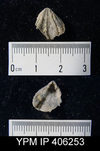undet. Rhynchonellida