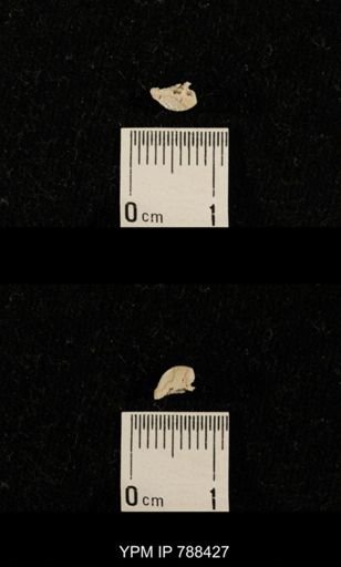 taxon undetermined