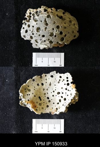 Entobia sp.; borings (by Cliona sp.) on pectin
